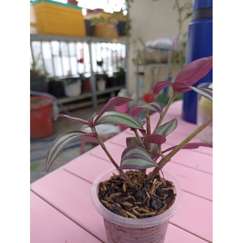 Combo CÀNH Thài lài tím tía cắt cành