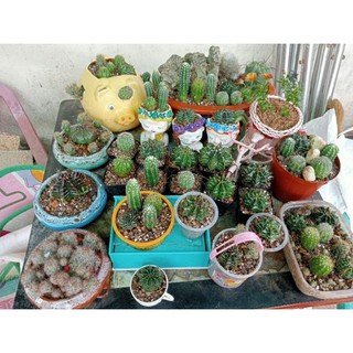 Xương rồng , sen đá mini các loại