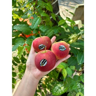 [ JENNY FRUIT ][ HÕA TỐC HCM ] Táo nam phi red fuji komco giòn ngọt 1kg