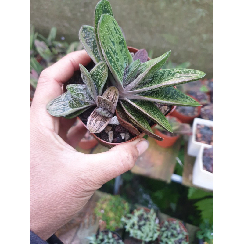 Sen đá mỏ vịt