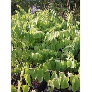 Cây giống chùm ruột ngọt (cây ghép)