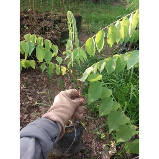Cây giống chùm ruột ngọt (cây ghép)