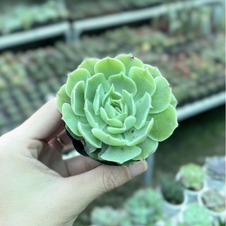 Sen đá hoa hồng xanh size bầu - hư 1 đổi 1