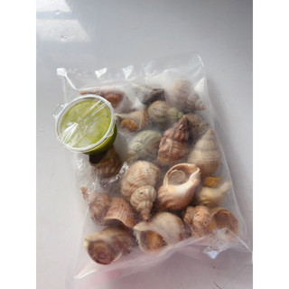 500gr Ốc Bullot (500gr có 10-15c)