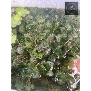 Rong La Hán - trang trí, lọc nước thủy sinh cho hồ cá