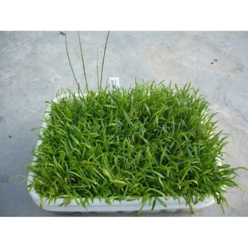 Cỏ lưỡi rắn _ cỏ nền dễ trồng không cần co2
