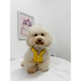 Váy Tết 🧧 Váy gấm cao cấp cho thú cưng
