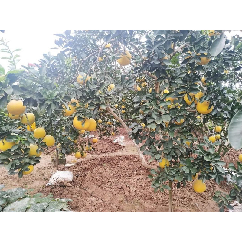 Bưởi diễn lâu năm