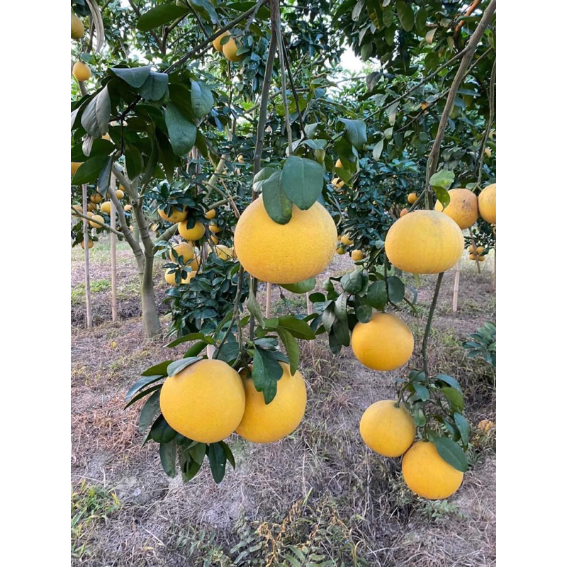 Bưởi diễn lâu năm