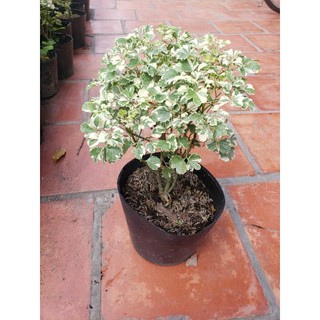 Cây đinh lăng thái( đinh lăng cẩm thạch ) tặng kèm phân bón