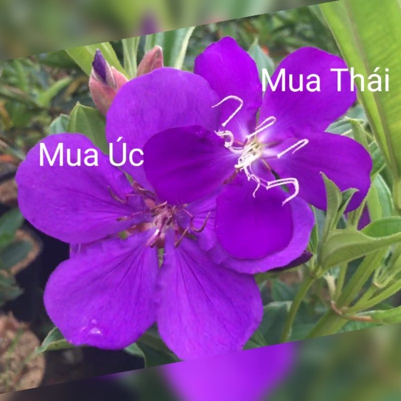 Cây hoa mua Úc , mua Thái