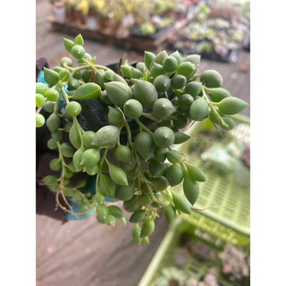 Cây Sen đá mắt nai hạt ngọc dài🌵 ❣ [Chính hãng]⚡ [Ảnh thật] ❤ [FreeShip] ✈ [Có sẵn]