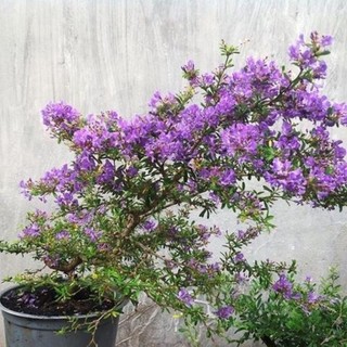 Hoa Linh Sam tím, cây đẹp, tán xum, cao 90cm