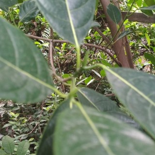 100g Lá mít tươi