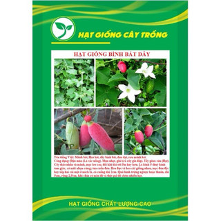 Hạt giống cây bình bát dây - 10 Hạt/gói
