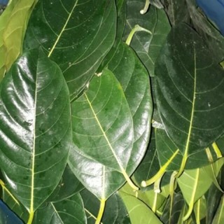 100g Lá mít tươi