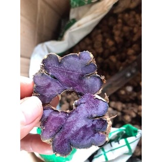 CỦ GIỐNG Gừng Đen (Nga.i Đen, Nga.i tím) nhanh mọc mầm