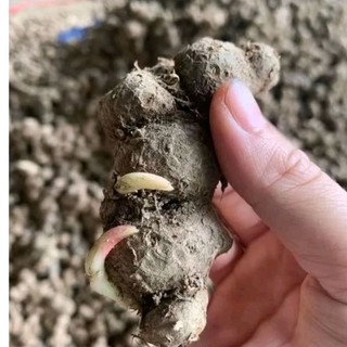 CỦ GIỐNG Gừng Đen (Nga.i Đen, Nga.i tím) nhanh mọc mầm