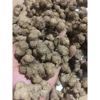 CỦ GIỐNG Gừng Đen (Nga.i Đen, Nga.i tím) nhanh mọc mầm