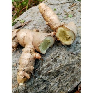 1Kg-Nghệ Trắng (NGA.i Ch.ong Đo.c)