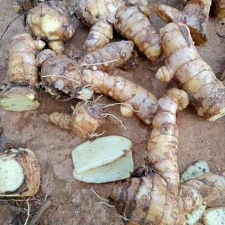 1Kg-Nghệ Trắng (NGA.i Ch.ong Đo.c)