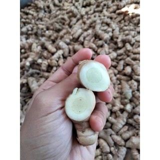 1Kg-Nghệ Trắng (NGA.i Ch.ong Đo.c)