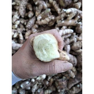 1Kg-Nghệ Trắng (NGA.i Ch.ong Đo.c)