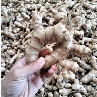 Ngãi chống độc đào rừng - 1kg