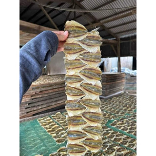  500gram khô chỉ vàng tẩm gia vị hàng tuyển loại 1 phơi cá tươi tại ghe 