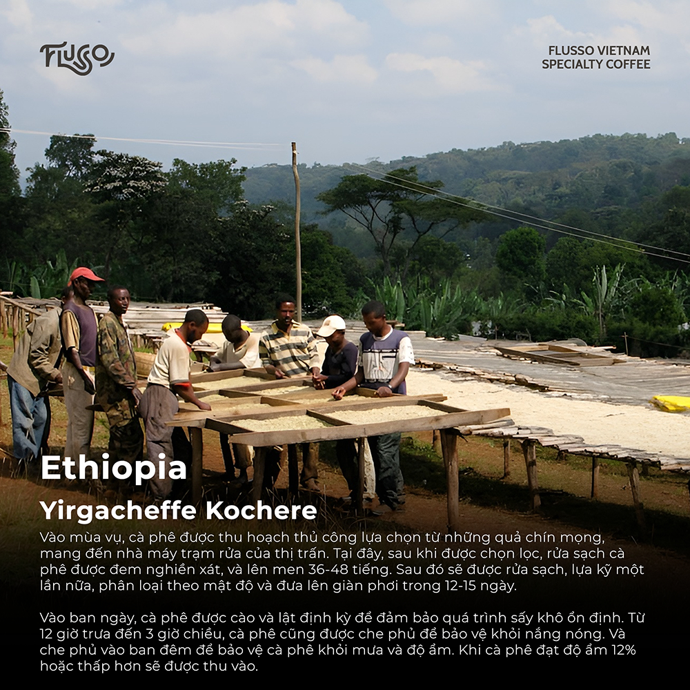 Cà phê Specialty Ethiopia G1