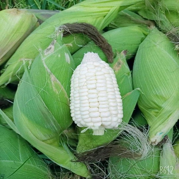 Hạt giống bắp nếp nù siêu dẻo (100 gram ~ 300 hạt) - ăn ngọt, nhiều dinh dưỡng, dễ trồng