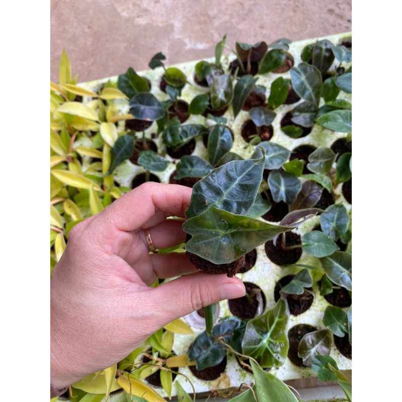 🪴 Cây Alocasia Polly / Kiểng lá/ cây trong nhà