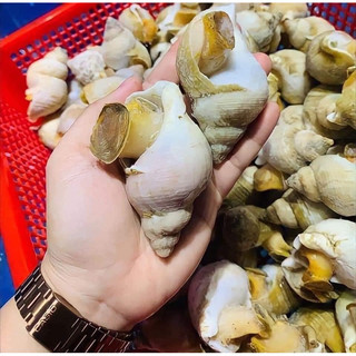 Ốc Bullot Cấp Đông