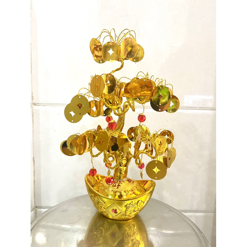 Cây kim tiền cao tầm 35cm