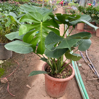 Cây trầu bà Monstera xanh tốt quanh năm