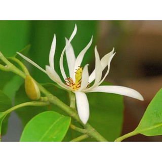 Hoa Ngọc Lan - cây ngọc lan, cây sân vườn, ưa nắng, hoa quanh năm