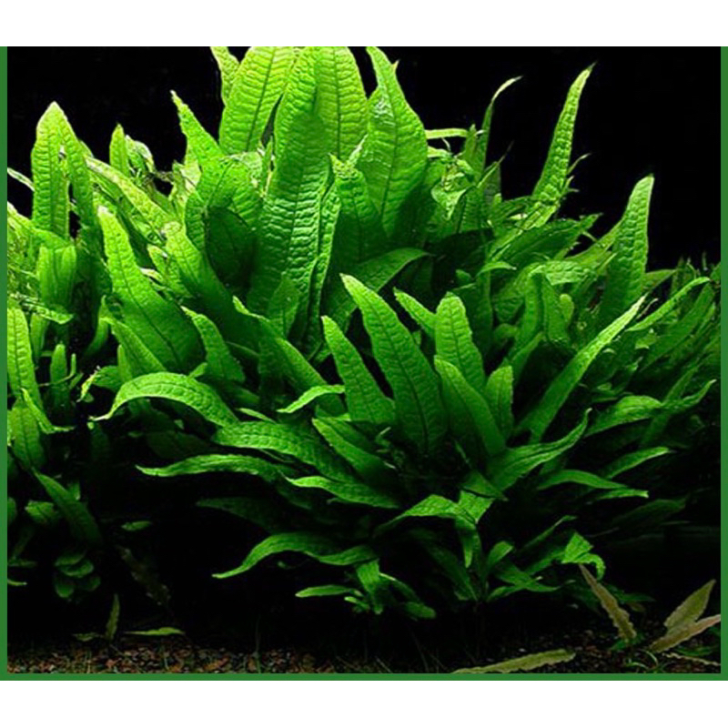 Dương xỉ Java size lớn - Cây Thủy Sinh