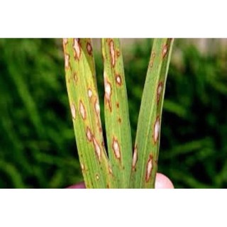 Kasumin 2sl nước xanh trừ khuẩn