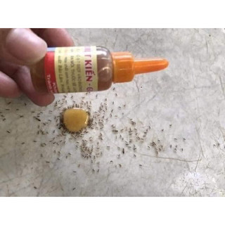 Combo 10 lọ diệt gián sinh học