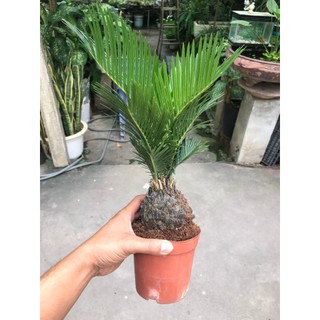 Cây vạn tuế mini