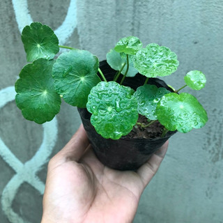Cây cỏ đồng tiền dùng chơi thủy sinh thủy canh