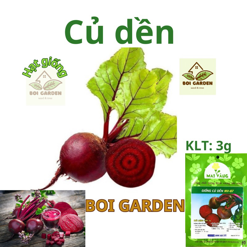 Hạt giống Củ Dền đỏ (10)