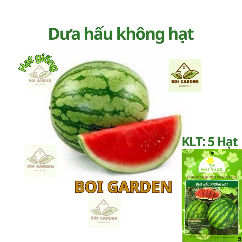 Hạt giống Dưa Hấu đỏ không hạt (95)
