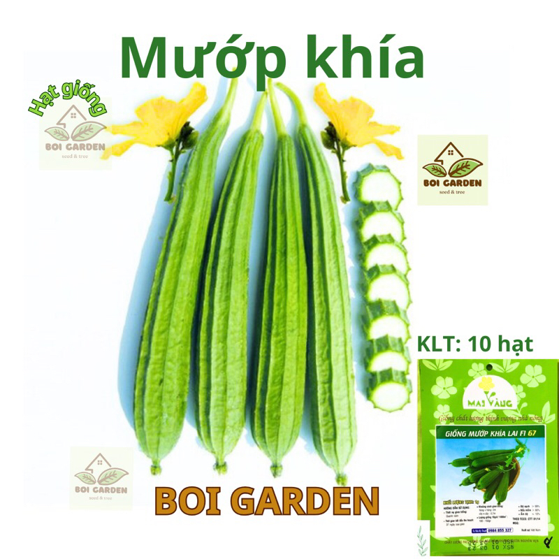 Hạt giống Mướp Khía (8)