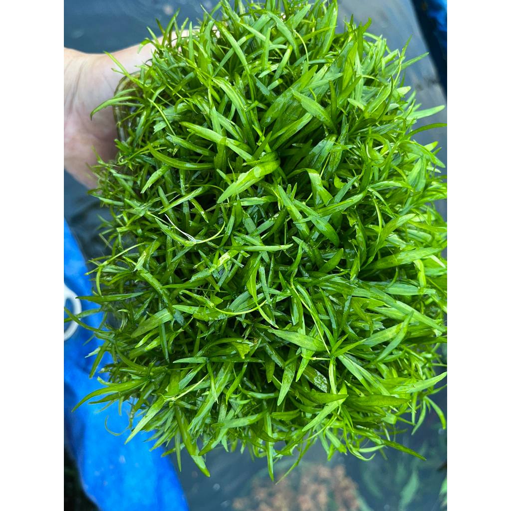 1 Cây Thuỷ Sinh hoàng quan thảo Mini (lá nước)