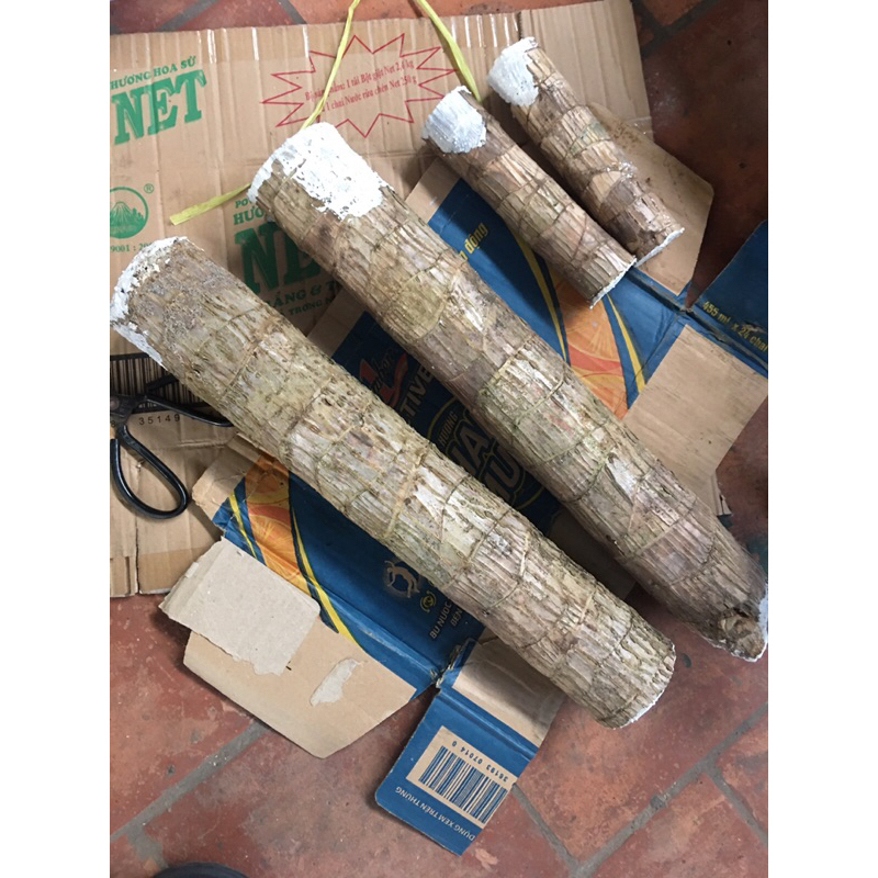 Khúc giống thiết mộc lan lá sọc vàng dài 30cm