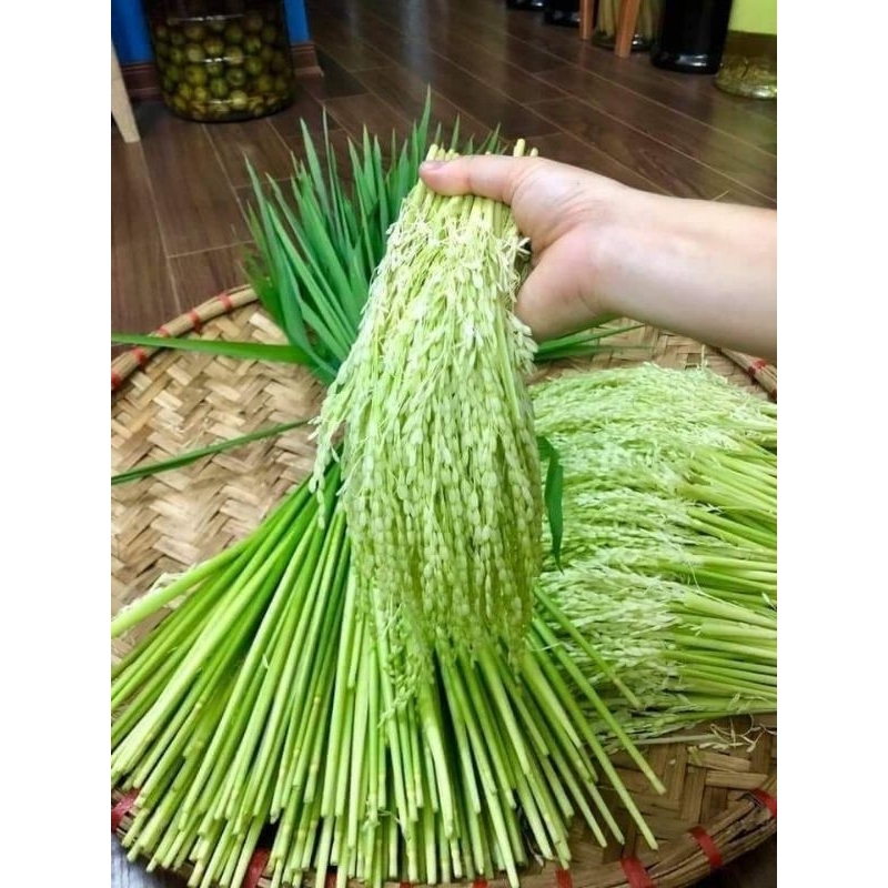 Đòng đòng nếp cái hoa vàng ( loại thơm nức mũi)