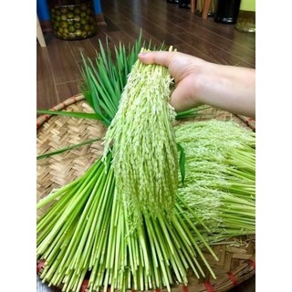 Đòng đòng nếp cái hoa vàng