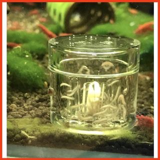 Bẫy Sán Siêu Trong 8 Lỗ Chất Liệu Acrylic - bẫy sán mini hiệu quả