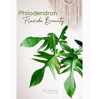 Cây Trầu Bà Cánh Én [ Philodendron Florida Beauty]